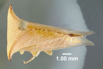 Media type: image;   Entomology 619021 Aspect: habitus dorsal view